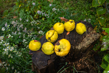 Quince on an old stump, grass background