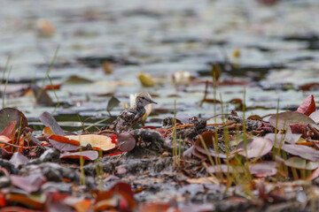 Juvenile spotted sandpiper standing on a mudflat surrounded by water lilies. 