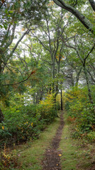 Shenandoah National Park Hike Tree