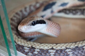 Close-up view of a Beauty rat snake Elaphe taeniura.