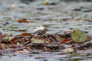 Juvenile spotted sandpiper standing on a mudflat surrounded by water lilies. 