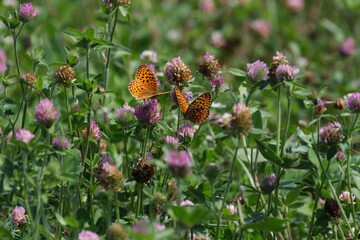 Great spangled fritillary butterfly feeding on purple clover. 