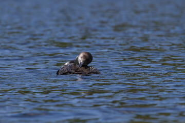 Common Loon transition into winter plumage preening on a lake. 
