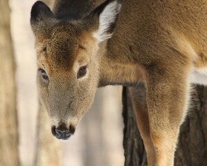 Cerf de virginie, white-tailed deer dans son environnement naturel canadien
