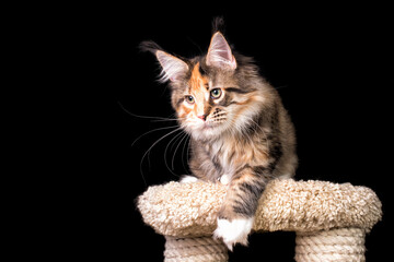 Fototapeta premium A bright maine coon kitten on black background.