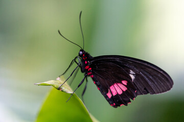 A red and black butterfly on a leaf