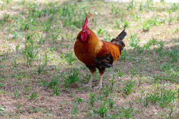 American rooster in the Garden of the Nations Park in Torrevieja. Alicante, on the Costa Blanca....
