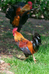 American rooster in the Garden of the Nations Park in Torrevieja. Alicante, on the Costa Blanca....