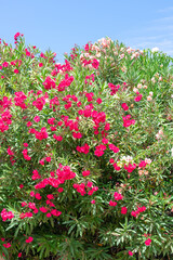 bougainvillea in the Garden of Nations park in Torrevieja. Alicante, on the Costa Blanca. Spain Europe.
