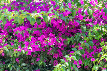 Fototapeta premium bougainvillea in the Garden of Nations park in Torrevieja. Alicante, on the Costa Blanca. Spain Europe. 