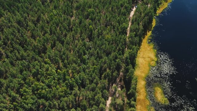 Boundless thick pine-tree forest with high green trees and overgrown lake on glade with light blue sky on background aerial view