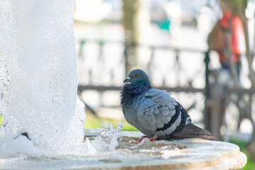 Pigeons drinking water in a fountain in Cadiz, Andalusia. Spain. Europe.
