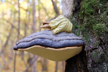 Polyporus Fomitopsis pinicola on an old tree trunk in the forest in autumn, selective focus, horizontal orientation.