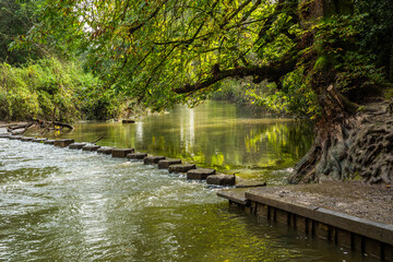 Fototapeta na wymiar Stepping stones on river Mole in Box Hill Surrey. The Stepping stone is an iconic point on the Box hill walks. 