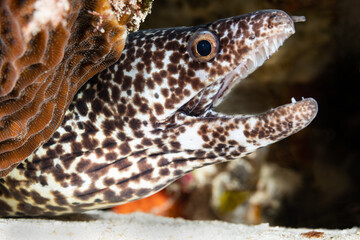 A Spotted Moray Eel with its mouth open - obrazy, fototapety, plakaty