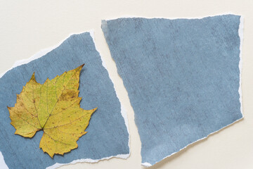 autumn grape leaf on a torn paper background