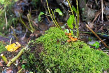 Moss Growing on Rock in Great Smoky Mountains