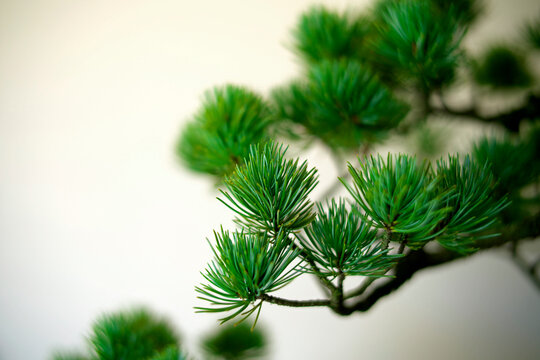 Kyoto,Japan - October 6, 2021: Closeup of Pinus parviflora of Bonsai or potted plant 
