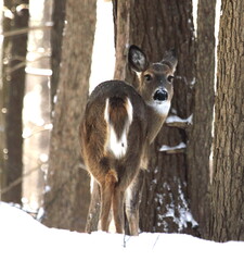 Cerf de virginie, white-tailed deer dans son environnement naturel canadien