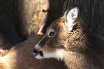 Cerf de virginie, white-tailed deer dans son environnement naturel canadien