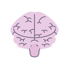 human brain organ