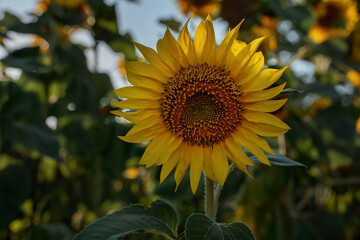 Obraz premium Sunflower among green foliage. Sunflower close-up on a blurred background. Farm field. Ecological farming. Healthy eating.