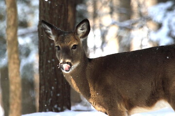 Cerf de virginie, white-tailed deer dans son environnement naturel canadien