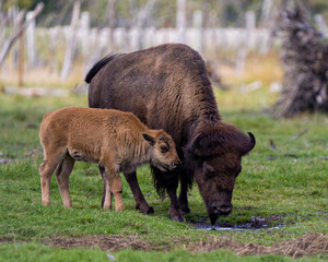 Bison Stock Photo and Image. Bison adult with baby bison drinking water in the field in their environment and habitat surrounding. Buffalo Picture. ©  Aline