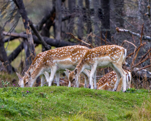Naklejka na ściany i meble Deer Fallow Stock Photo and Image. Herd animals foraging in the field with grass and trees background in his environment and surrounding habitat. Fallow Deer Image.
