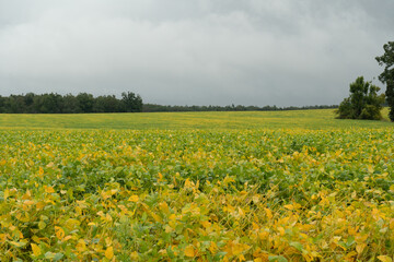 Field of Foliage of Autumn Colors