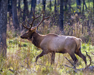 Naklejka na ściany i meble Elk Stock Photo and Image. Male close-up profile side view walking in the forest with a blur tree background, displaying its antlers in its environment and habitat surrounding.
