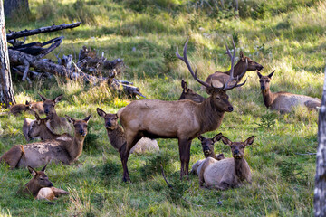 Elk Stock Photo and Image. Buck Elk protecting his female herd in the mating season in the bush with trees and grass background in their environment and habitat surrounding.