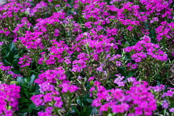 Fototapeta premium Lush Purple Flowers Growing in Autumn