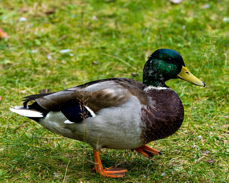 Duck Stock Photo and Image. Mallard duck walking on grass with a side view displaying its beautiful plumage and yellow feet in its environment and habitat surrounding.