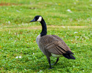 Canada Geese Photo and Image. Close-up profile view in a field  with a background and foreground grass,  displaying brown feather plumage, in its habitat and environment, looking to the left side. 