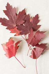 red maple leaves