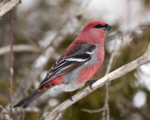 Pine Grosbeak Stock Photo. Pine Grosbeak close-up profile view, perched  with a blur background in its environment and habitat. Image. Picture. Portrait.