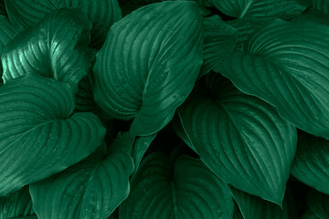 Dark green leaf background.