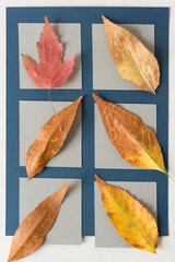 an array of autumn leaves on paper squares
