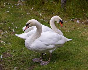 Swan Stock Photo and Image. Mute Swan couple in the field displaying white angel plumage in their environment and habitat surrounding. Picture. Portrait.