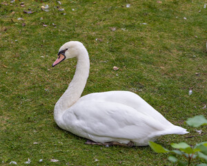 Swan Stock Photo and Image. Mute Swan resting on grass with a side view and displaying white angel plumage in its environment and habitat surrounding. Portrait. Picture.