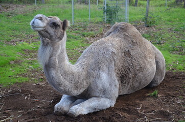 camel lying down on the grass