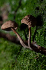 macro espiral abeja flor primavera colores bokeh naturaleza decoración polen néctar hongo