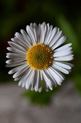 Fototapeta premium macro espiral abeja flor primavera colores bokeh naturaleza decoración polen néctar 