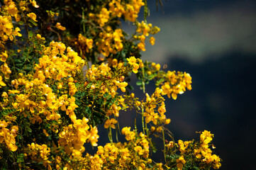 branch tree with yellow flowers