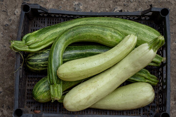 Zucchini close-up in a box. Green and white zucchini. Young vegetables. Eco-farming. Vegetable farm.