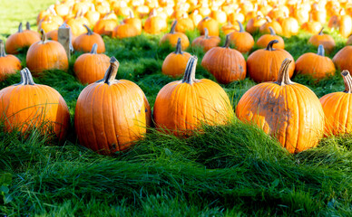 A row of pumpkins on green grass