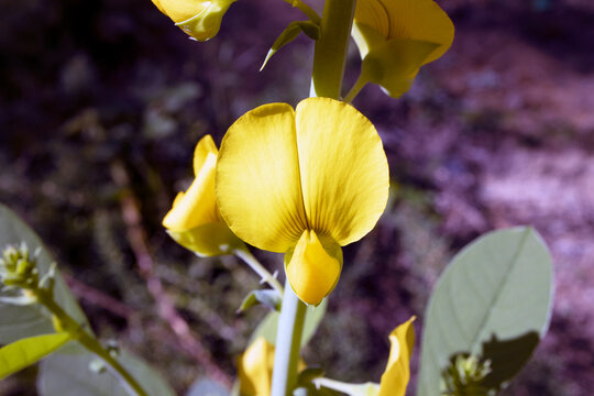 Macro Yellow Smooth Rattlebox Crotalaria flowers