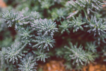 close-up of succulent plant with lots of raindrops from a tropical rain shot at shallow depth of field