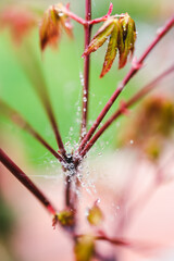 japanese maple plant outdoor with spiderweb covered in raindrops in beautiful tropical backyard